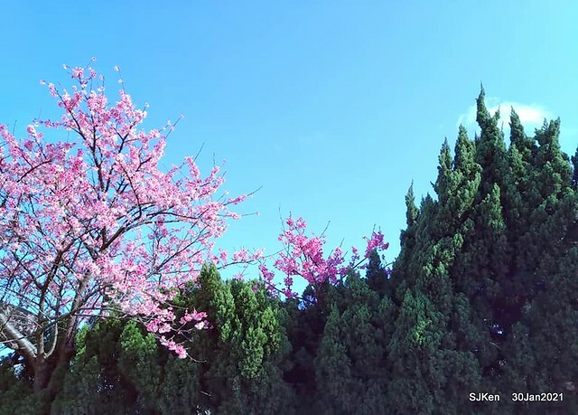 Cherryblossoms at Yang-Ming Mountain, Taipei,Taiwan, SJKen,Jan 30,2021.