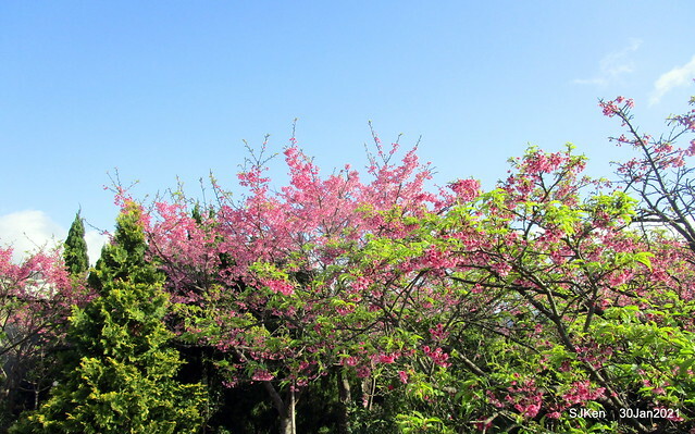 Cherryblossoms at Yang-Ming Mountain, Taipei,Taiwan, SJKen,Jan 30,2021.