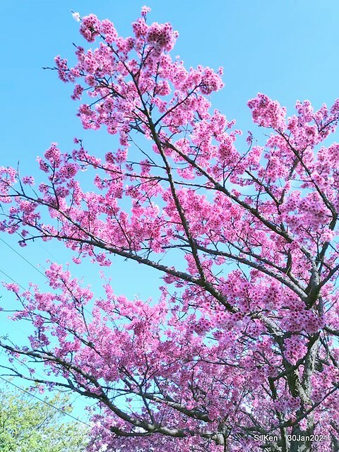 Cherryblossoms at Yang-Ming Mountain, Taipei,Taiwan, SJKen,Jan 30,2021.