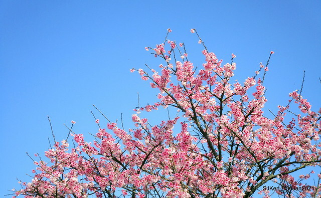 Cherryblossoms at Yang-Ming Mountain, Taipei,Taiwan, SJKen,Jan 30,2021.
