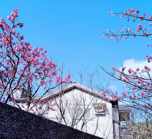 Cherryblossoms at Yang-Ming Mountain, Taipei,Taiwan, SJKen,Jan 30,2021.