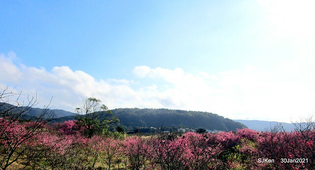 Cherryblossoms at Yang-Ming Mountain, Taipei,Taiwan, SJKen,Jan 30,2021.