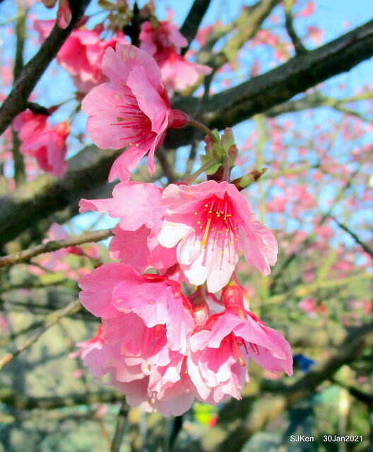 Cherryblossoms at Yang-Ming Mountain, Taipei,Taiwan, SJKen,Jan 30,2021.