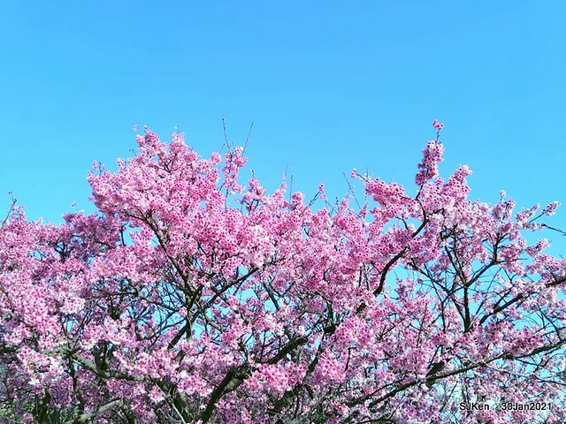 Cherryblossoms at Yang-Ming Mountain, Taipei,Taiwan, SJKen,Jan 30,2021.