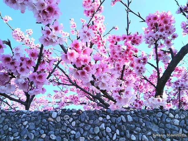 Cherryblossoms at Yang-Ming Mountain, Taipei,Taiwan, SJKen,Jan 30,2021.
