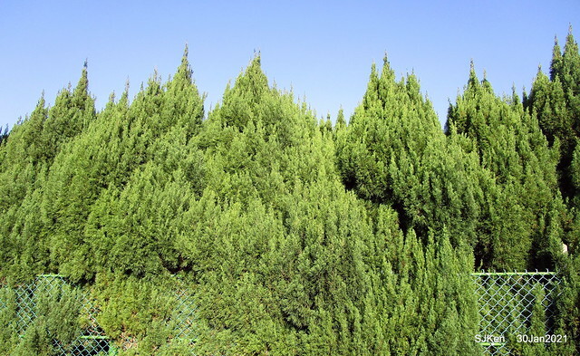 Cherryblossoms at Yang-Ming Mountain, Taipei,Taiwan, SJKen,Jan 30,2021.