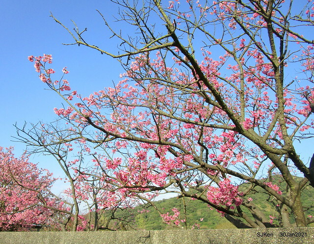 Cherryblossoms at Yang-Ming Mountain, Taipei,Taiwan, SJKen,Jan 30,2021.