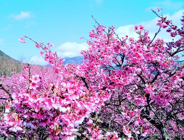 Cherryblossoms at Yang-Ming Mountain, Taipei,Taiwan, SJKen,Jan 30,2021.
