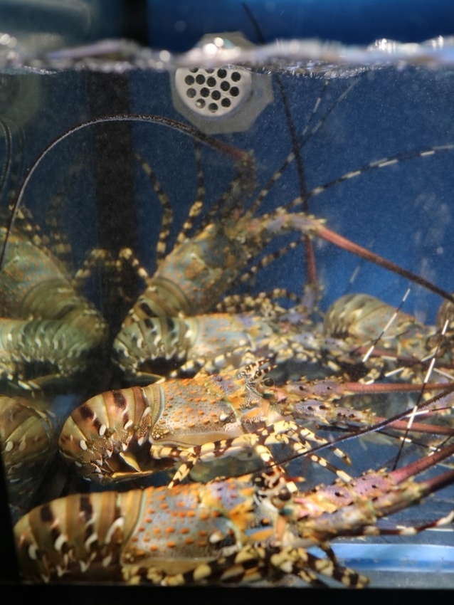 水族箱-七彩龍蝦 (6).JPG