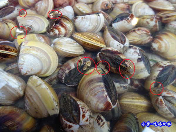 活蛤蜊-紳生魚片批發零售 (2).jpg