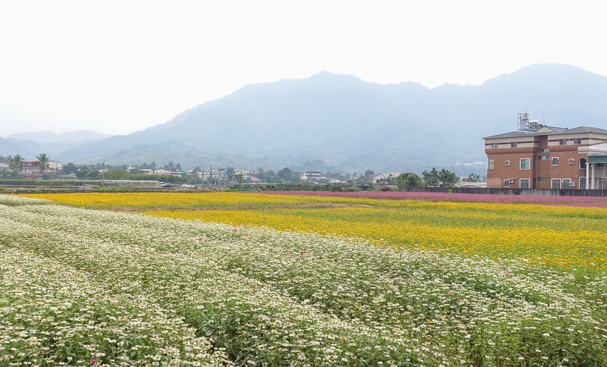 [高雄景點推薦]2019美濃杉林花海-免入場費~全台最大向日葵迷宮x彩色拼布花海~怎麼拍照都夢幻 - 美食好芃友
