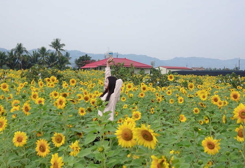 [高雄景點推薦]2019美濃杉林花海-免入場費~全台最大向日葵迷宮x彩色拼布花海~怎麼拍照都夢幻 - 美食好芃友