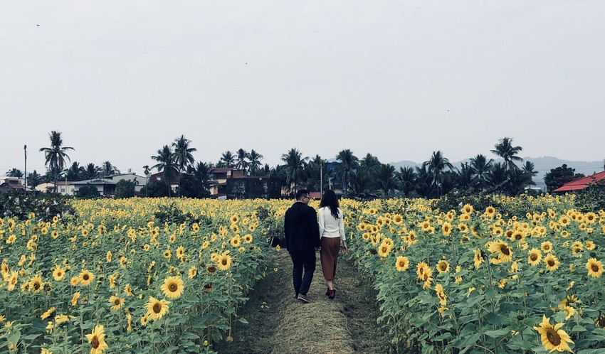 [高雄景點推薦]2019美濃杉林花海-免入場費~全台最大向日葵迷宮x彩色拼布花海~怎麼拍照都夢幻 - 美食好芃友