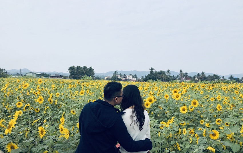 [高雄景點推薦]2019美濃杉林花海-免入場費~全台最大向日葵迷宮x彩色拼布花海~怎麼拍照都夢幻 - 美食好芃友