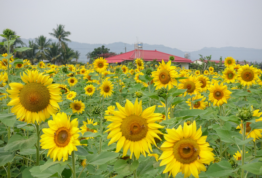 [高雄景點推薦]2019美濃杉林花海-免入場費~全台最大向日葵迷宮x彩色拼布花海~怎麼拍照都夢幻 - 美食好芃友