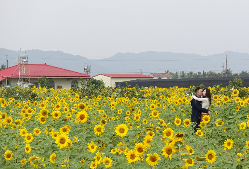 [高雄景點推薦]2019美濃杉林花海-免入場費~全台最大向日葵迷宮x彩色拼布花海~怎麼拍照都夢幻 - 美食好芃友