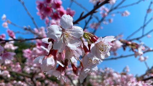 0201 1-樂活櫻花15.jpg