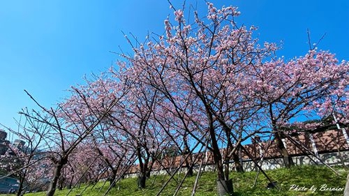 0201 1-樂活櫻花09.jpg