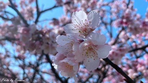 0201 1-樂活櫻花13.jpg