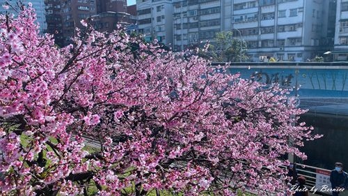0201 1-樂活櫻花06.jpg