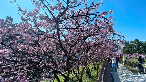 0201 1-樂活櫻花05.jpg