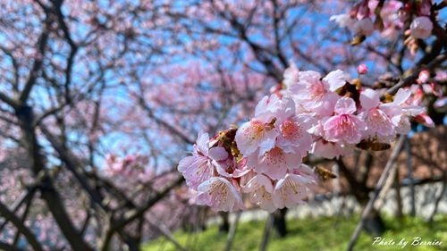 0201 1-樂活櫻花08.jpg