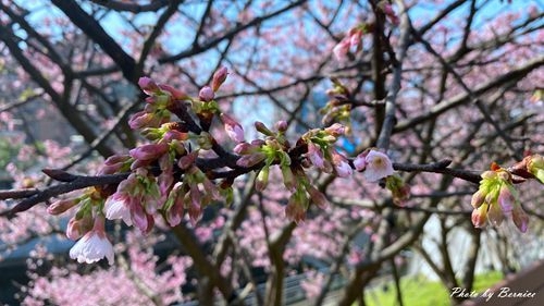 0201 1-樂活櫻花14.jpg