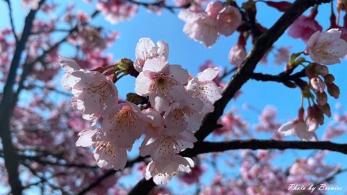 0201 1-樂活櫻花11.jpg