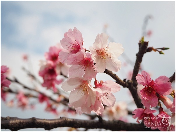 東湖樂活公園 (8)