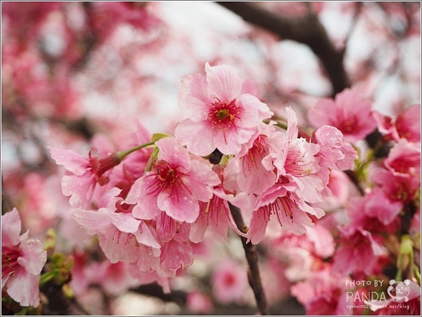東湖樂活公園 (6)