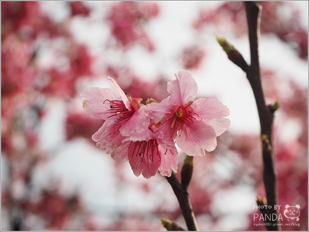 東湖樂活公園 (5)