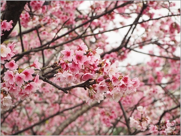 東湖樂活公園 (18)