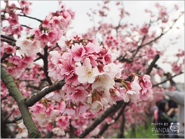 東湖樂活公園 (17)