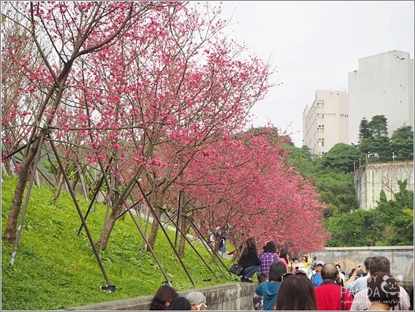 東湖樂活公園 (13)