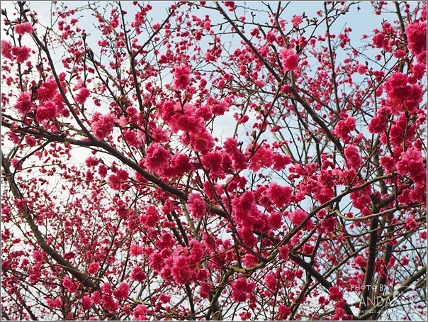 東湖樂活公園 (14)