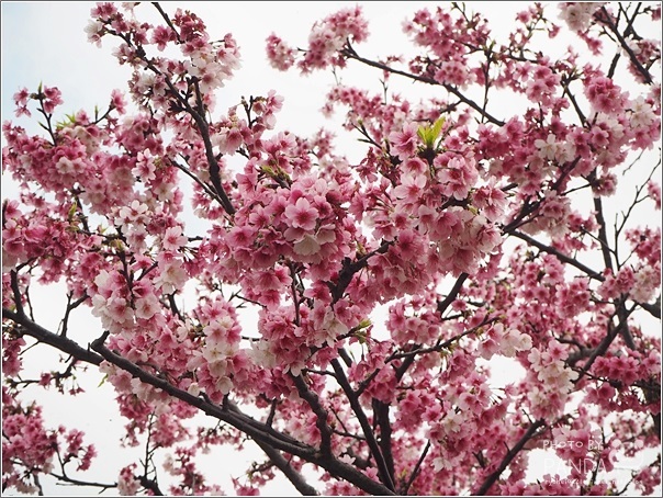 東湖樂活公園 (25)