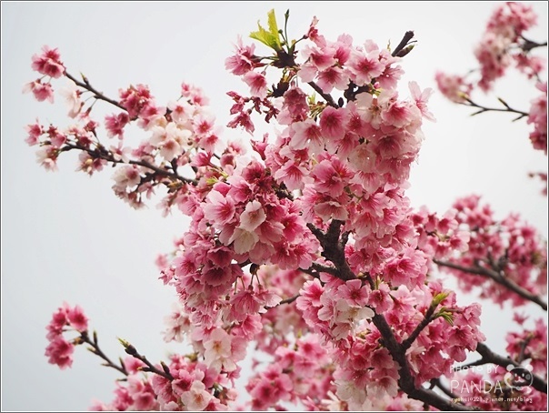 東湖樂活公園 (4)