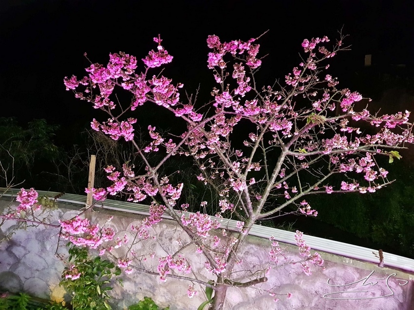 東湖樂活公園夜櫻 (28).jpg