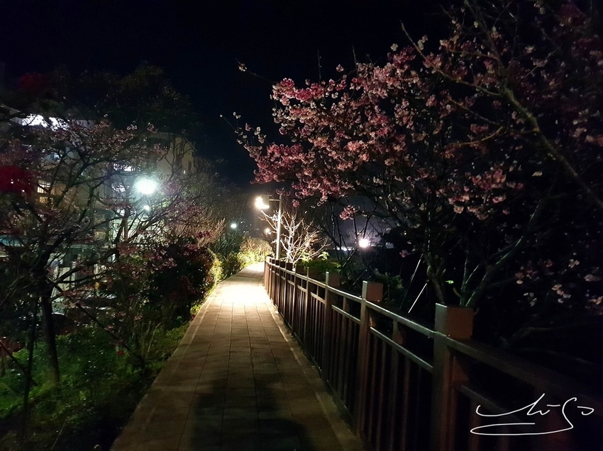 東湖樂活公園夜櫻 (37).jpg