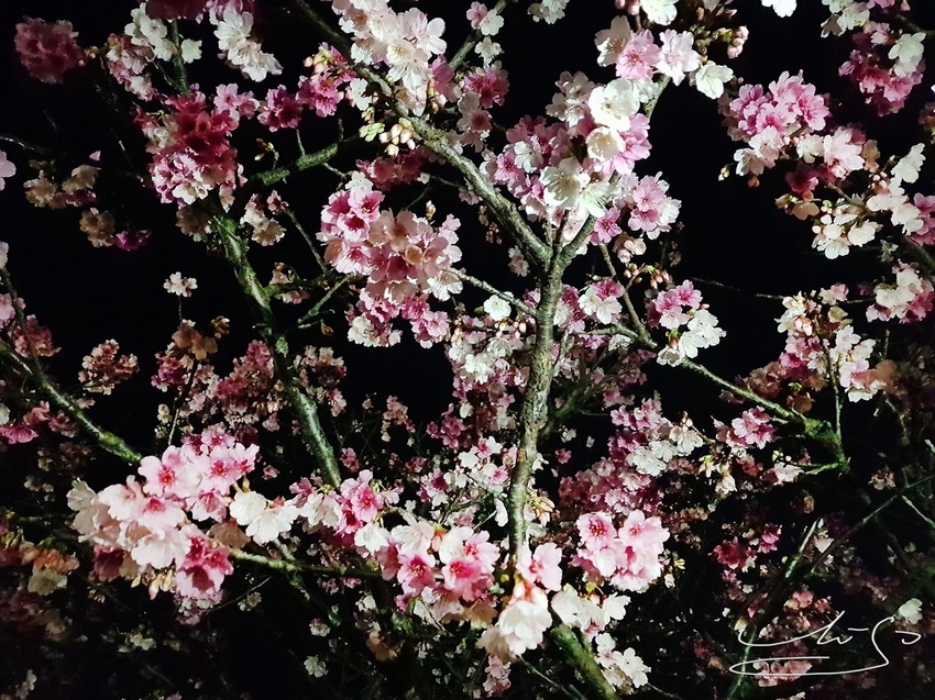 東湖樂活公園夜櫻 (32).jpg