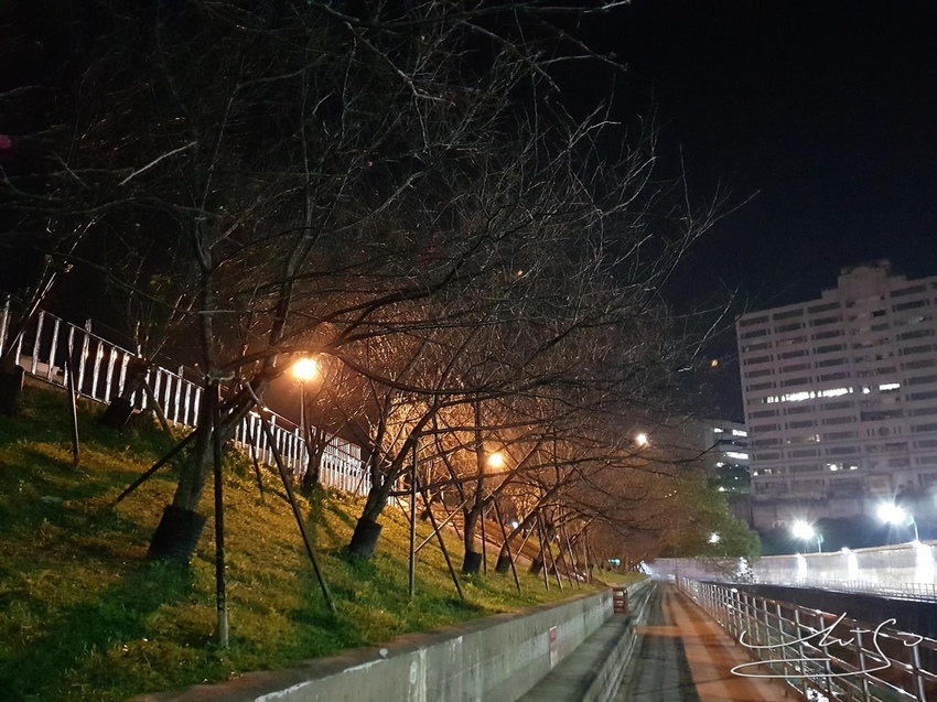 東湖樂活公園夜櫻 (23).jpg