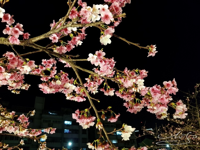 東湖樂活公園夜櫻 (14).jpg