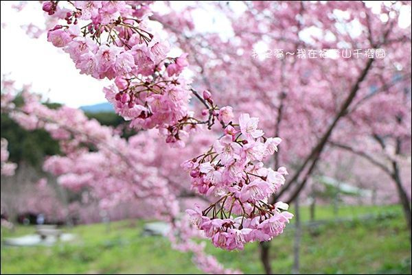福壽山千櫻園08.jpg