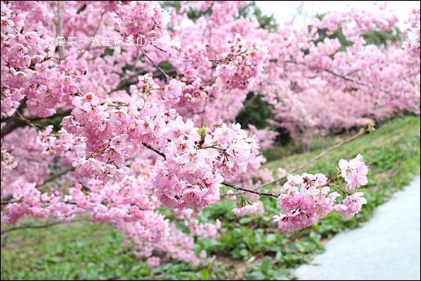 福壽山千櫻園13.jpg