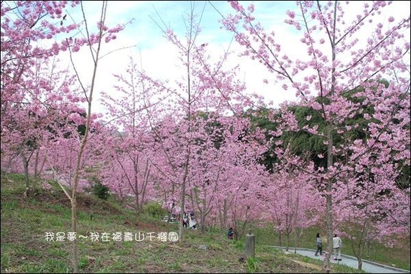 福壽山千櫻園04.jpg