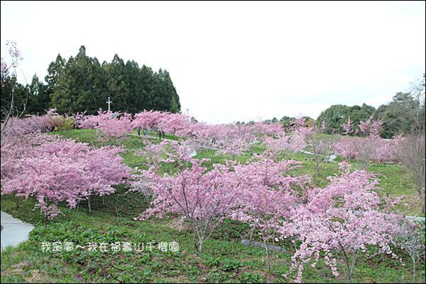 福壽山千櫻園14.jpg
