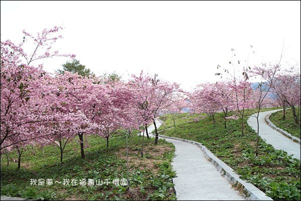 福壽山千櫻園11.jpg