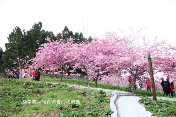 福壽山千櫻園17.jpg