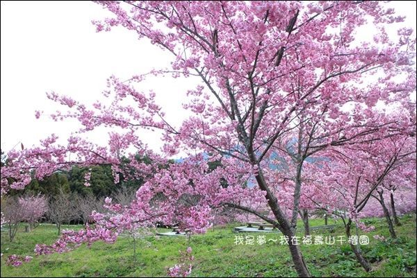 福壽山千櫻園07.jpg