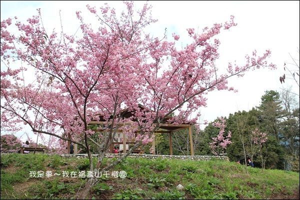 福壽山千櫻園05.jpg